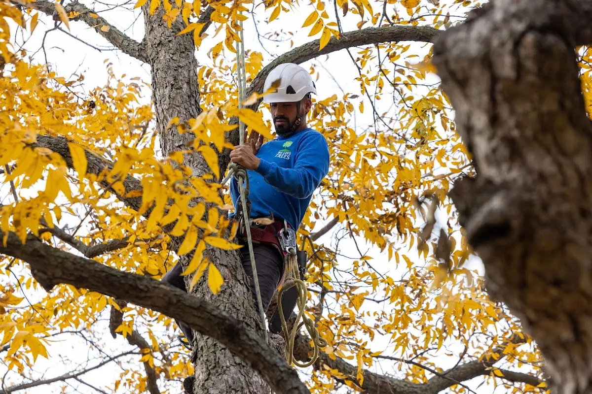 Skilled Dead Tree Removal crew working in Warsaw